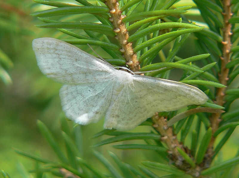 Blekgul lvmtare - Scopula floslactata - Cream Wave