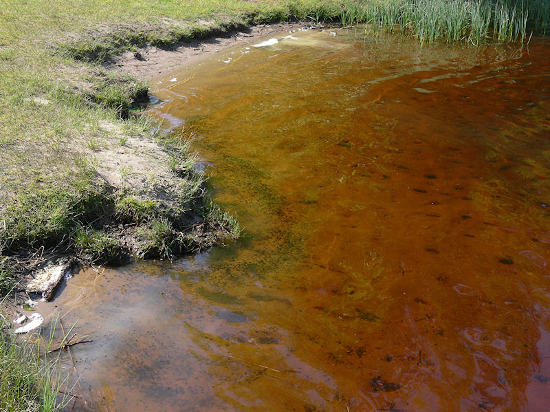 Paddynglen simmade i stim - The tadpoles swam in schools