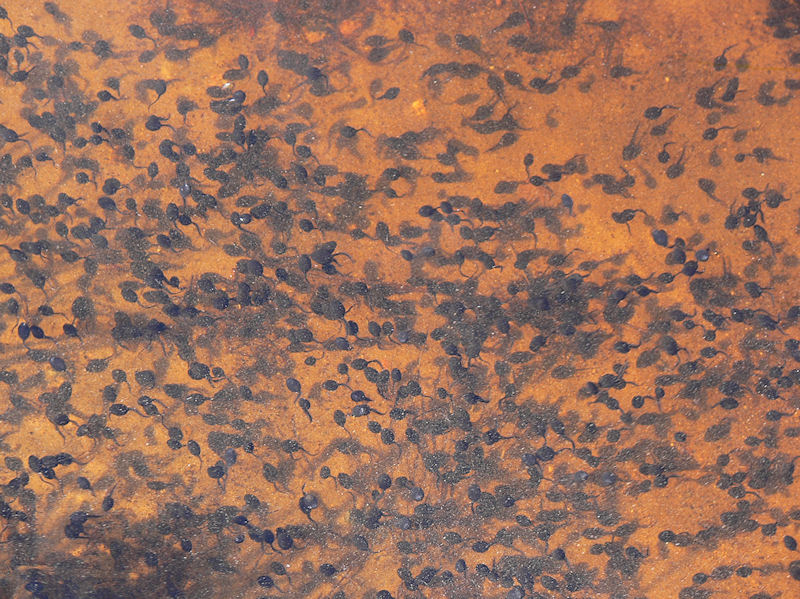 Paddyngel - Toad tadpoles