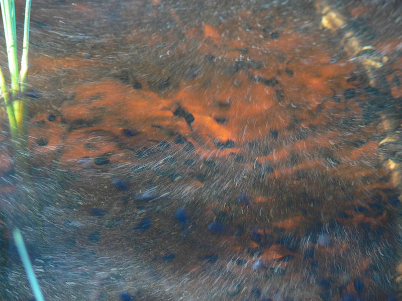 Ynglen vaggas av vgorna - The tadpoles are rocked by the waves