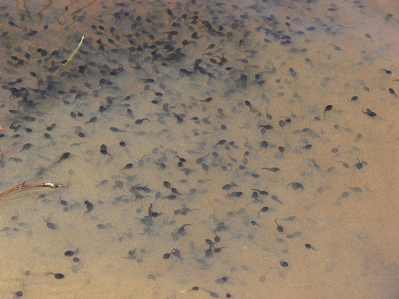 Hr har ynglen hamnat i soppan - The tadpoles sometiemes found themselves in a soup