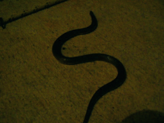 Wormsnake hunting at night