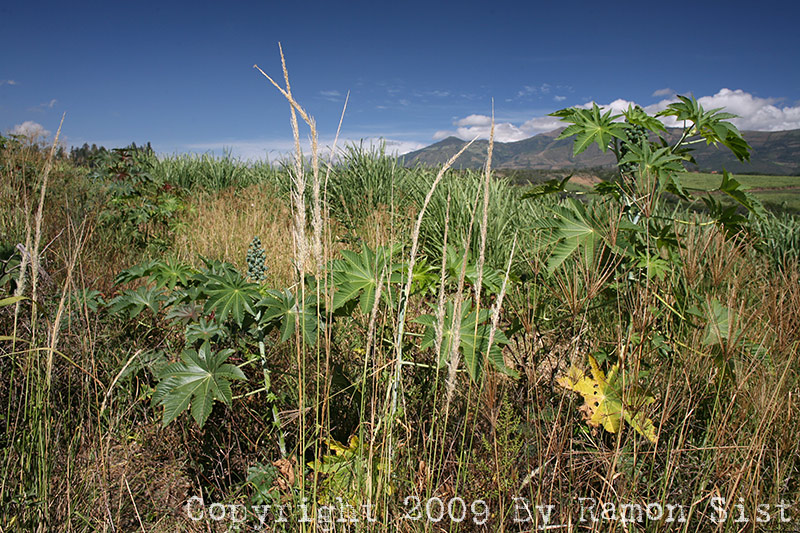 IMG_9426.jpg
