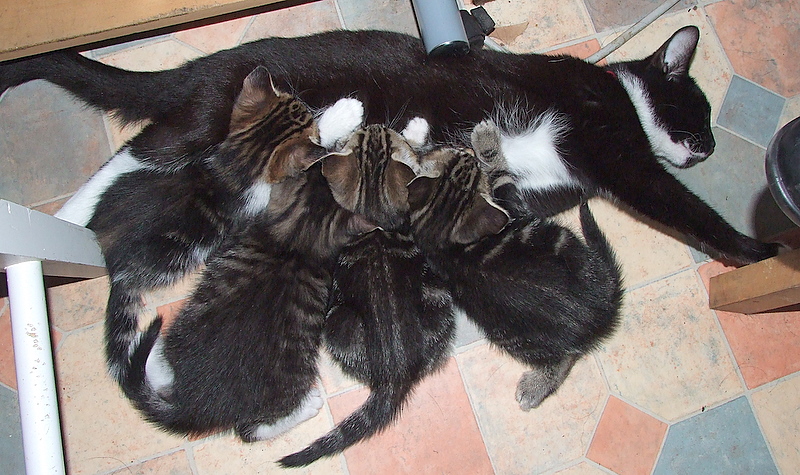 Jess  with  her  kittens
