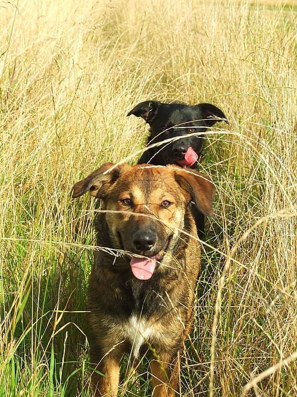 Reggie and Max