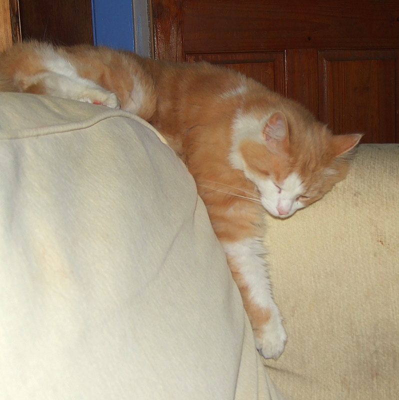 Oscar,resting.
