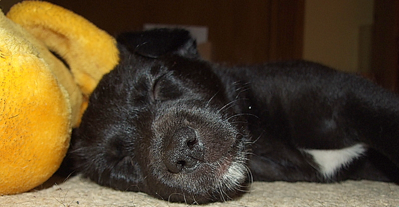 Rosies puppy.