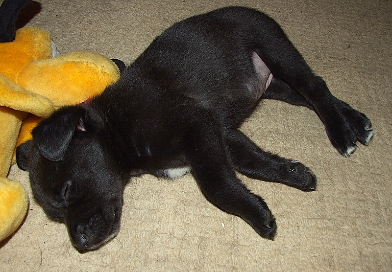 An angel,asleep.