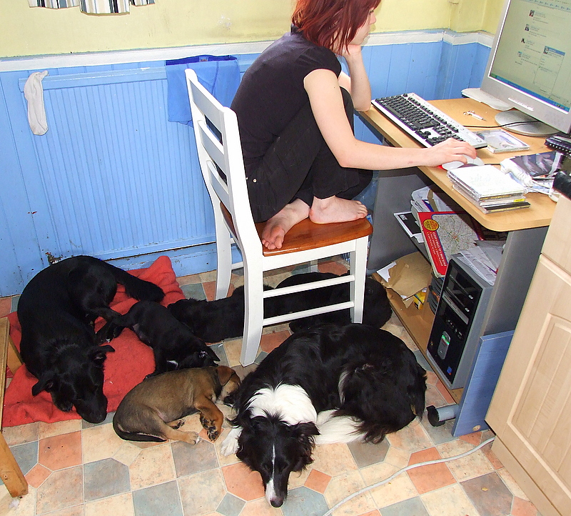 Jamie surrounded by the dogs and the puppies.