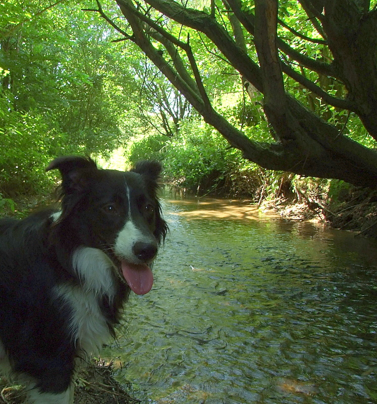 Lady,my collie,posing.