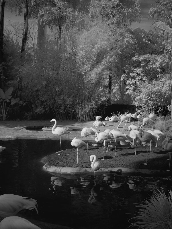 Flamingo Pond