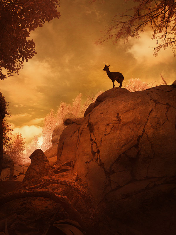Kopje Klipspringer