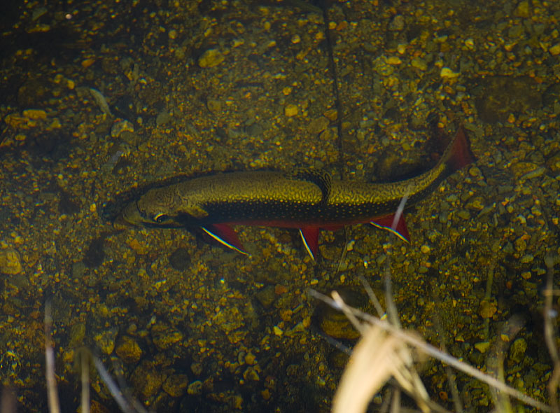 Brook Trout 0303