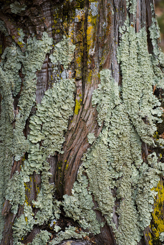 Tree Lichen 0723