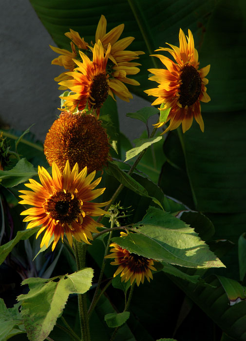 Sunflowers #42
