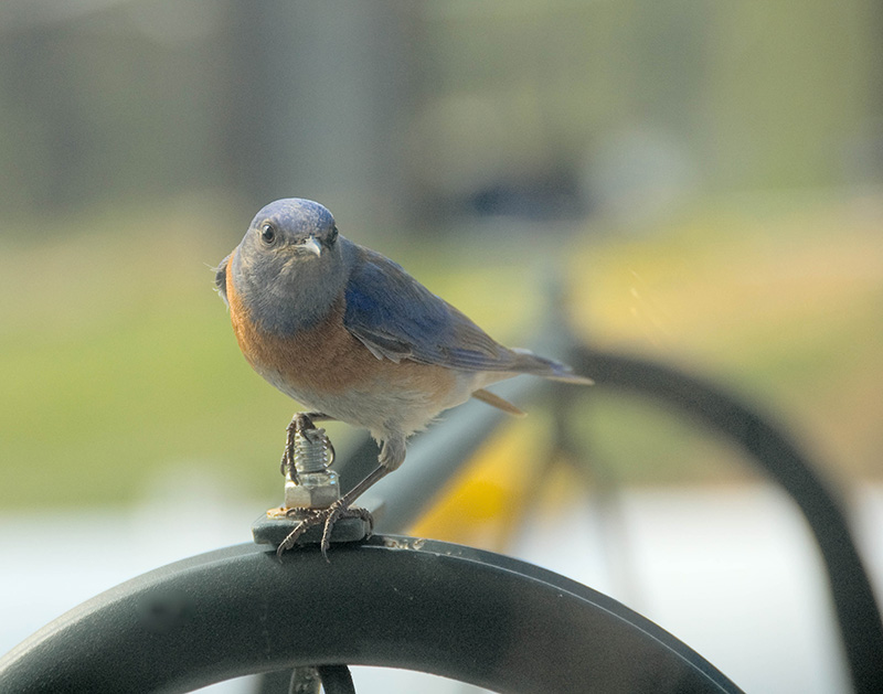 Bluebird Comes Visiting