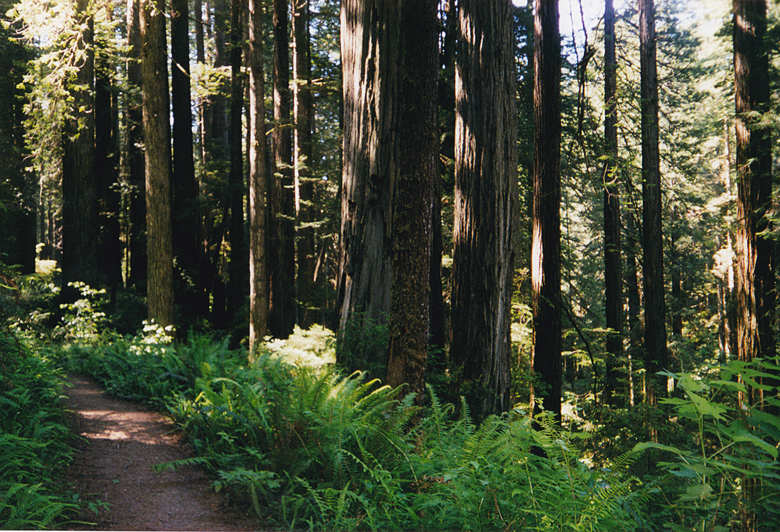 redwood national park