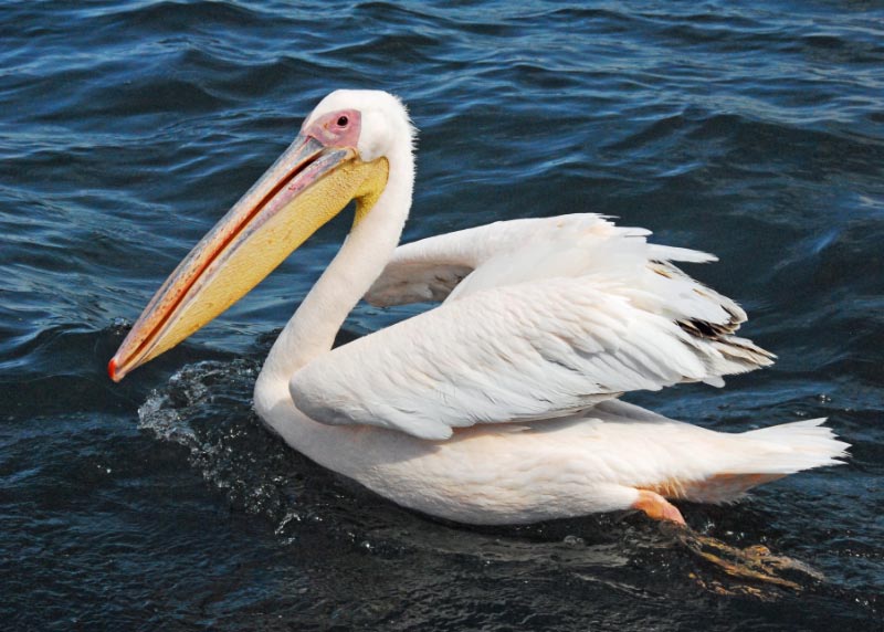 White Pelican