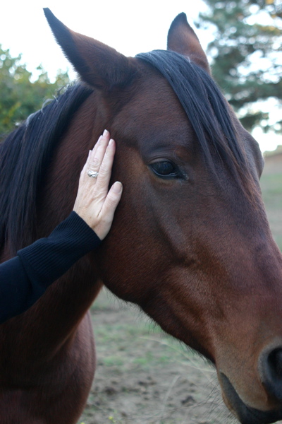 Horse And Hand