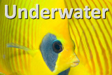underwaterIcon.jpg