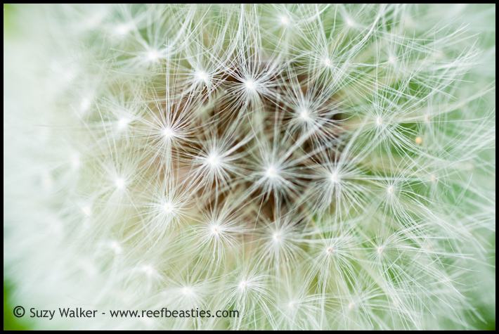 dandilion