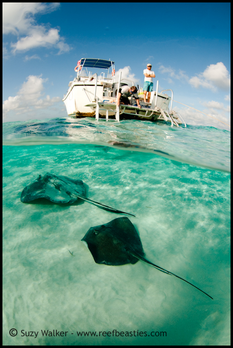 2 Rays and a boat