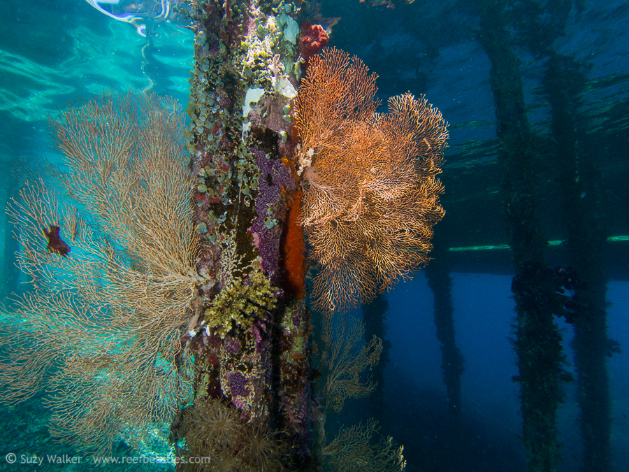 Under the jetty