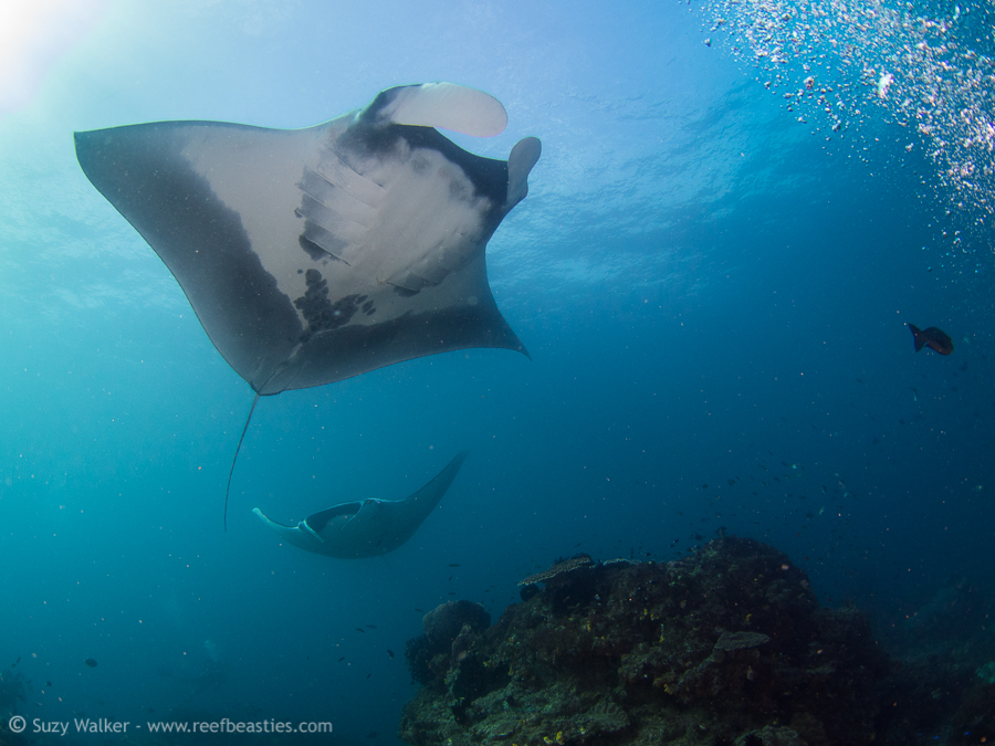 Two Mantas