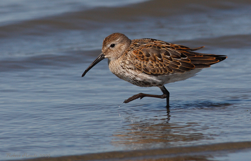 Bcasseau variable -- _E0K5498 -- Dunlin