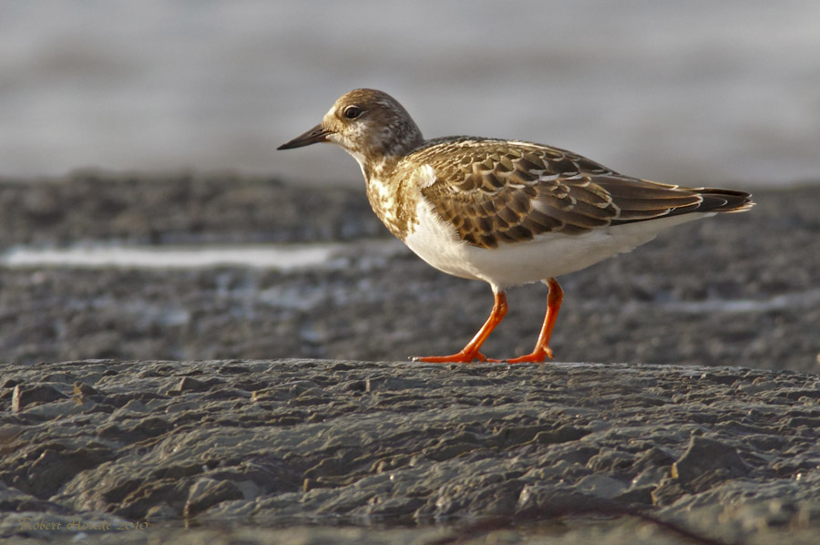 Tournepierre  collier -- Ruddy Turnstone -- _E5H4324