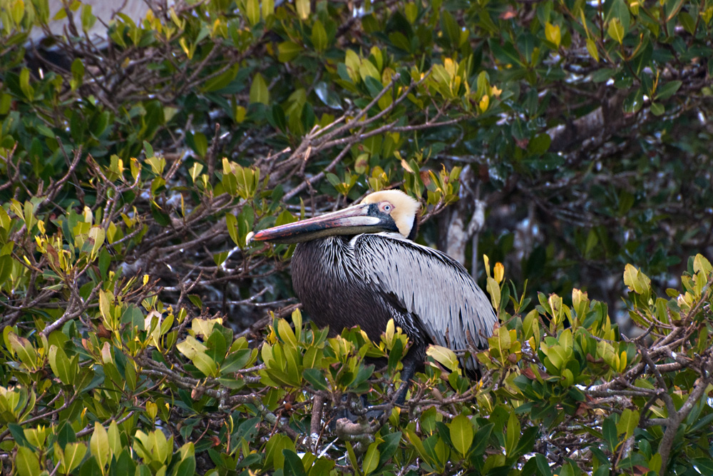 Pelican
