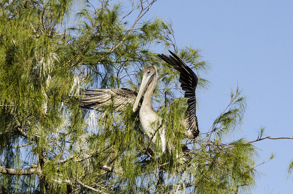 Young Pelican