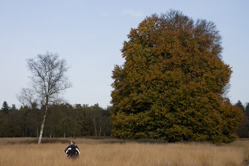 Autumn tree