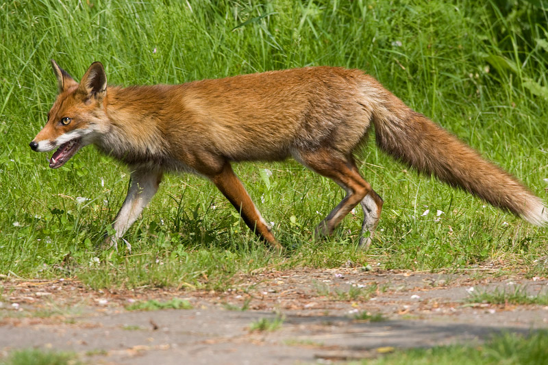 Wildlife and insects