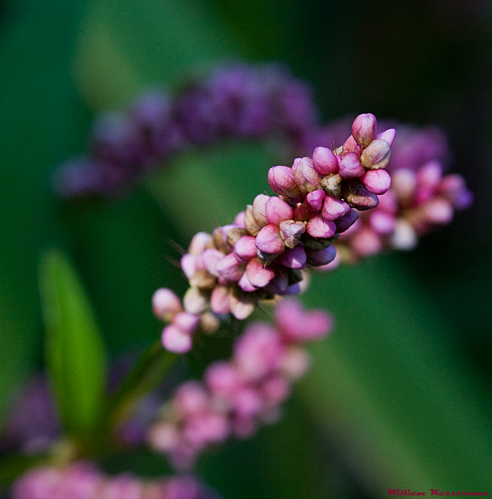 Pink Wildflower Buds ?