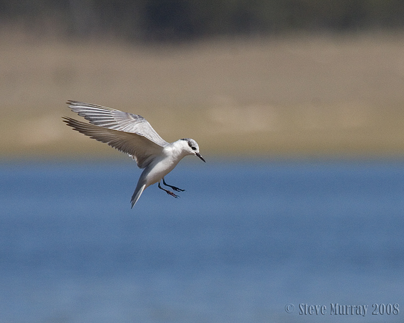 Whiskered Tern (Chlidonias hybridus)