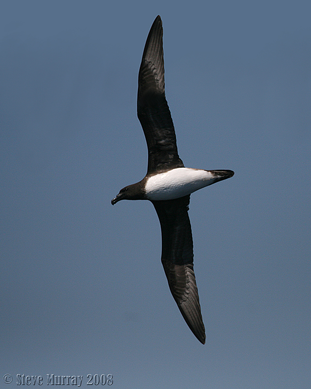 Tahiti Petrel (Pseudobulweria rostrata)