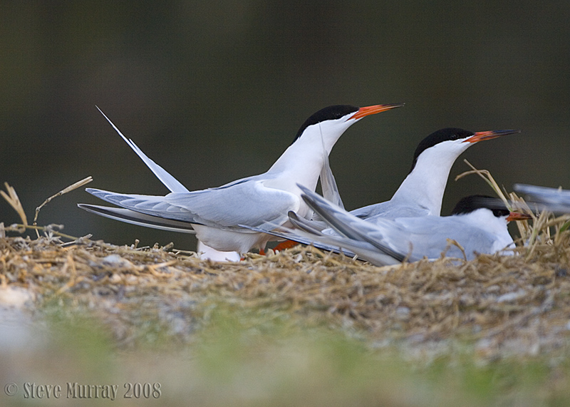 Roseate Tern (Sterna dougallii)