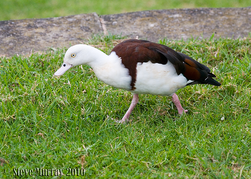 Radjah Shelduck (Radjah radjah)