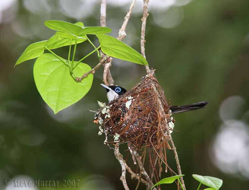 Pied Monarch (Arses kaupi)