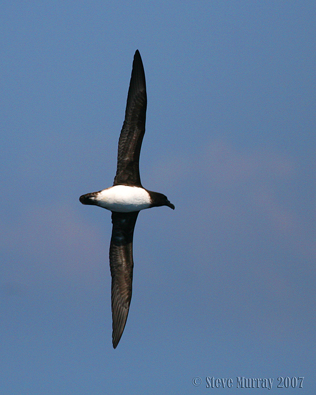 Tahiti Petrel (Pseudobulweria rostrata)