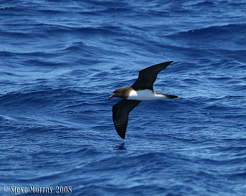 Tahiti Petrel (Pseudobulweria rostrata)