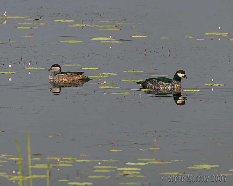 Green Pygmy Goose (Nettapus pulchellus)