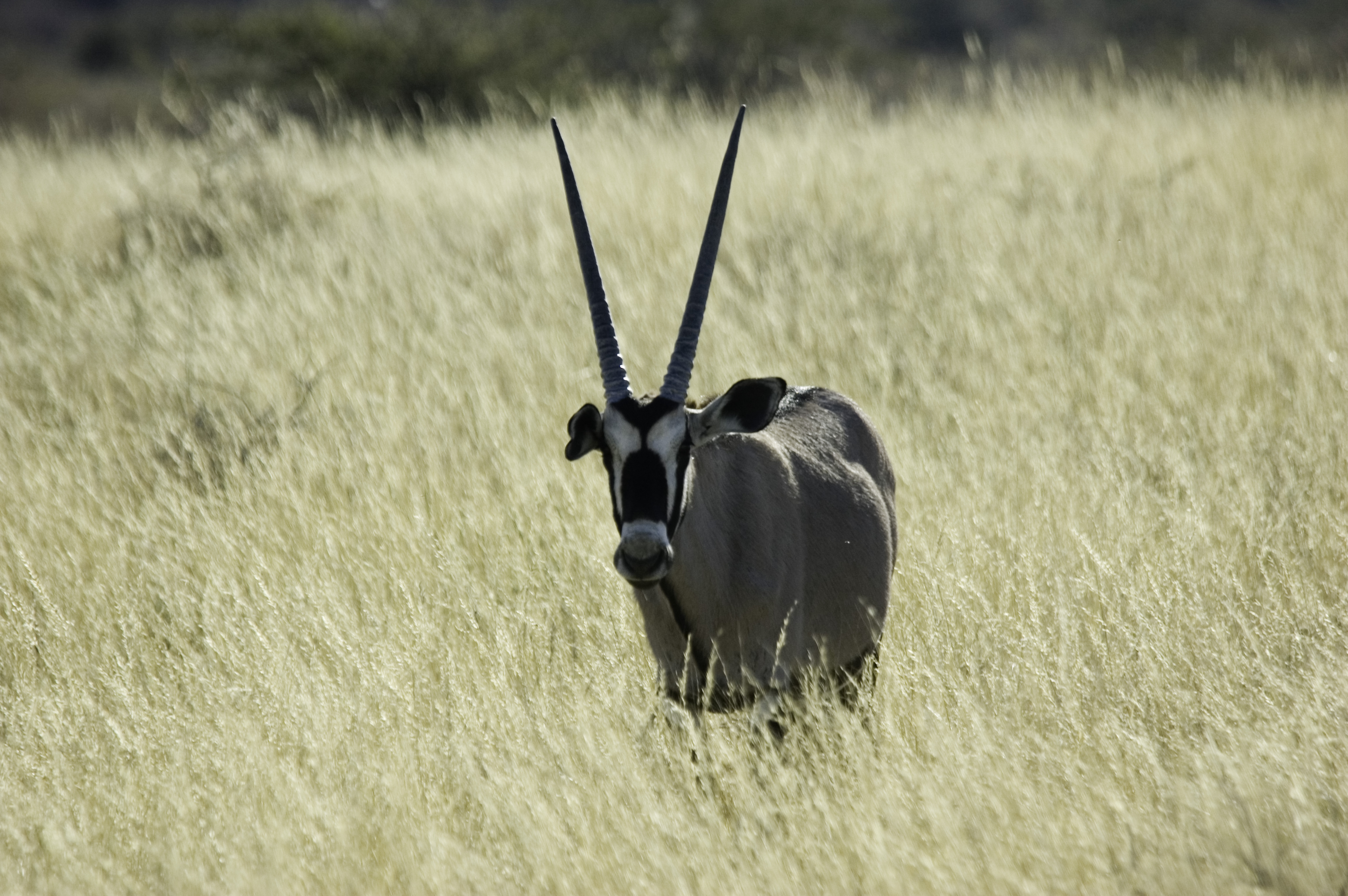 oryxa.jpg