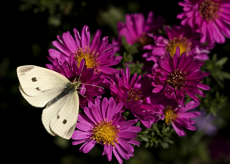 Green-veined white/Klein geaderd witje 55