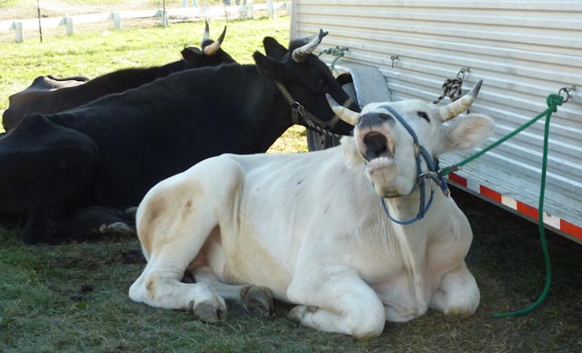 Singing Ox.jpg