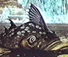 zemanfishx.jpg