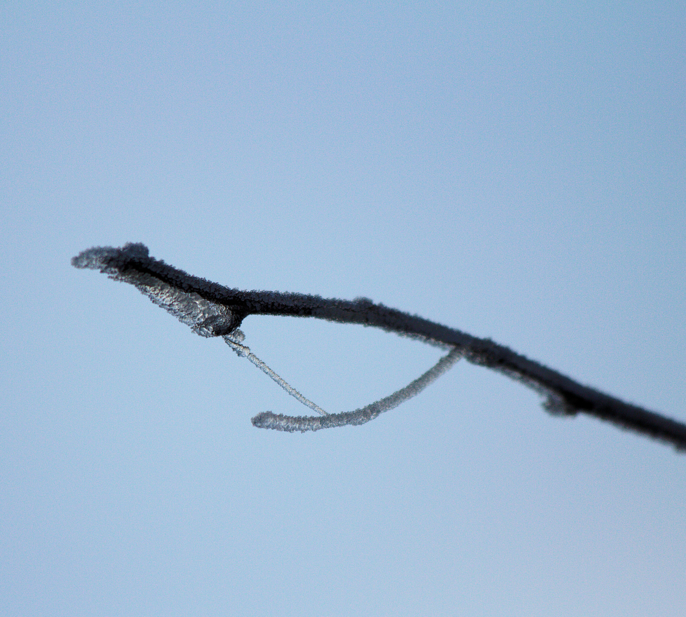 Frozen twig