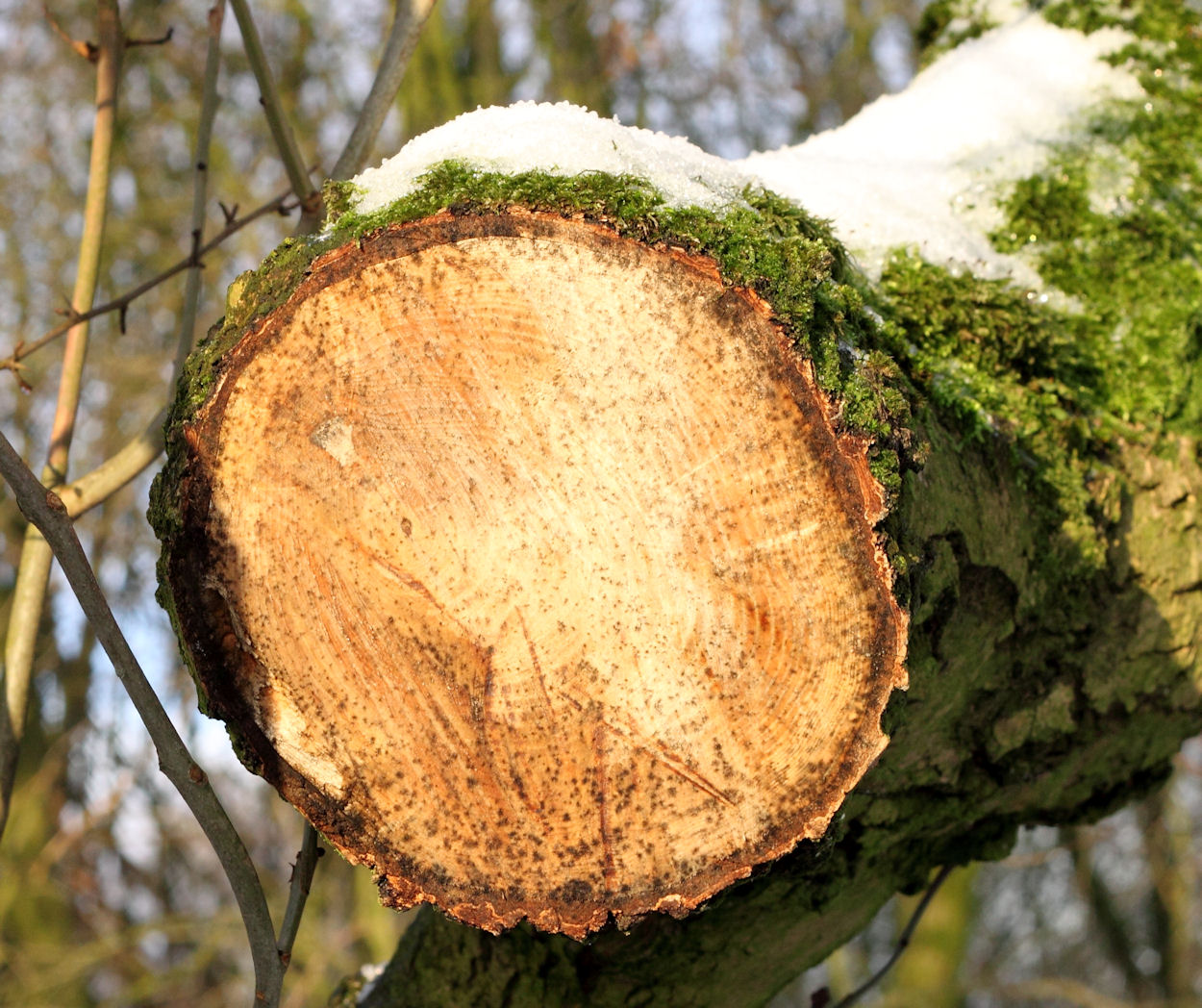 Wooden Circle