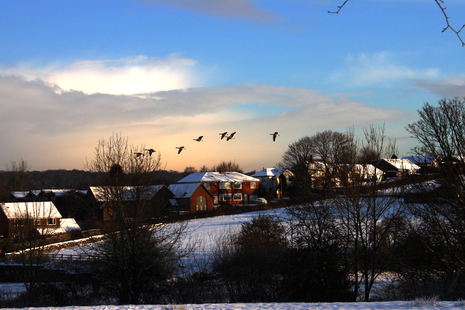 Geese in the winter